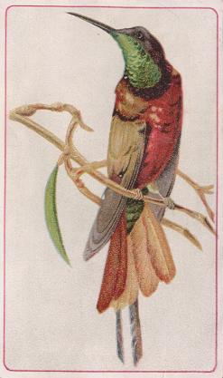 Hummingbird