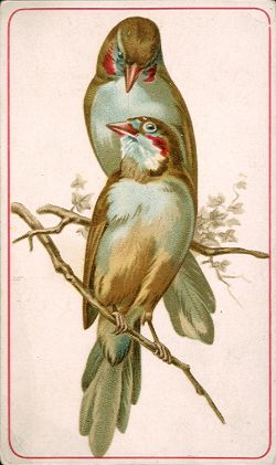 Cordon Bleu Waxbills