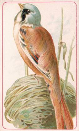 Bearded Titmouse, Hector Giacomelli
