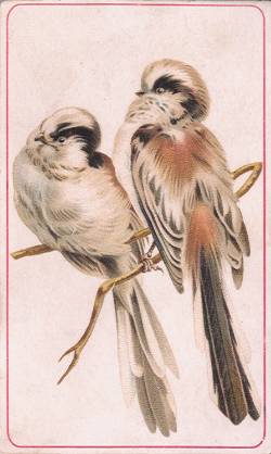 Long-tailed Titmouse, Hector Giacomelli