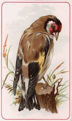 Eurasian Goldfinch