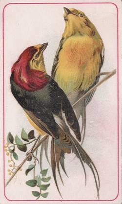 Orange-Headed Mannikins, Hector Giacomelli