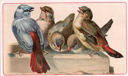 Birds