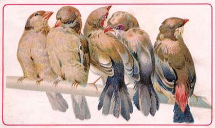 Birds