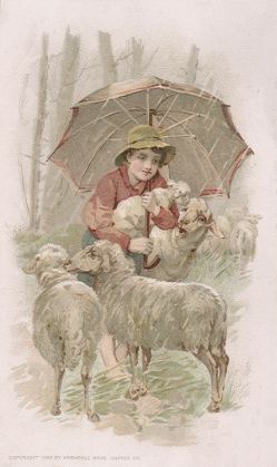 Sheep