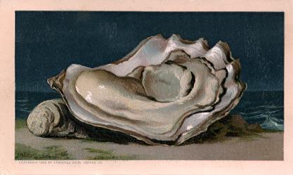 Oysters
