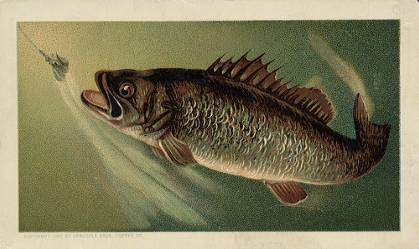 Black bass