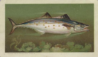 Spanish Mackerel