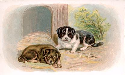 Abbuckle - Dogs