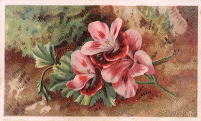 Arbuckle - pink flowers