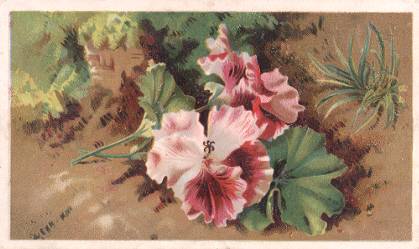 Arbuckle - ruffled pink flowers