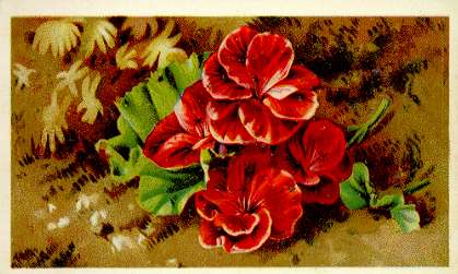 Arbuckle - red flowers