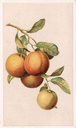Arbuckle - four oranges on branch