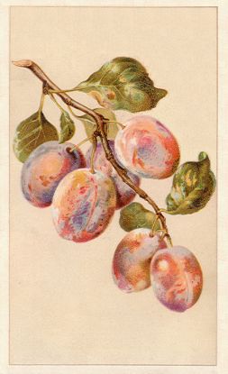 Arbuckle - six plums on branch