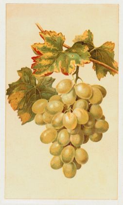 Arbuckle - green grapes