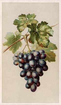Arbuckle - purple grapes