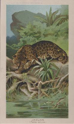 Jaguar