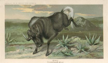 Gnu