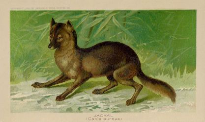 Jackal