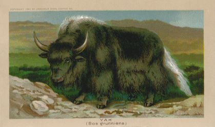 Yak