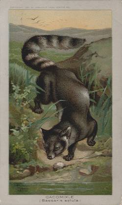 Cacomixle