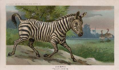 Zebra
