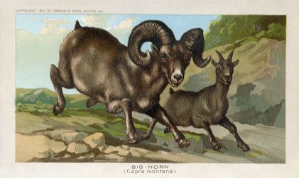Big Horn