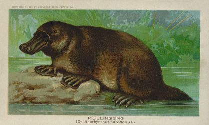 Mullingong