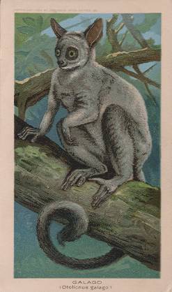 Galago