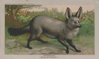 Otocyon