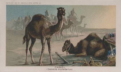 Camel