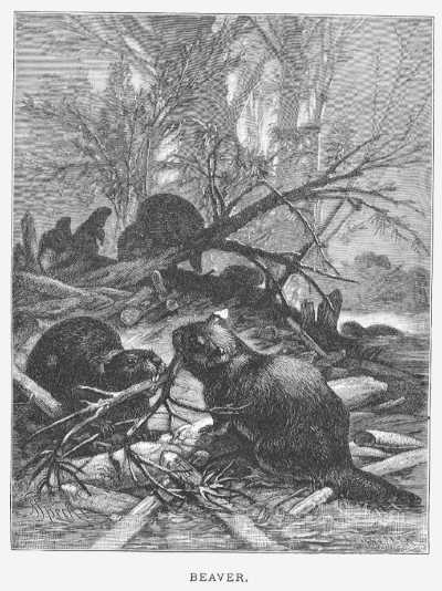 Specht - Beaver