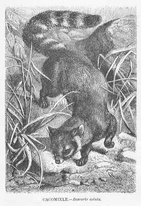 Specht - Cacomixle