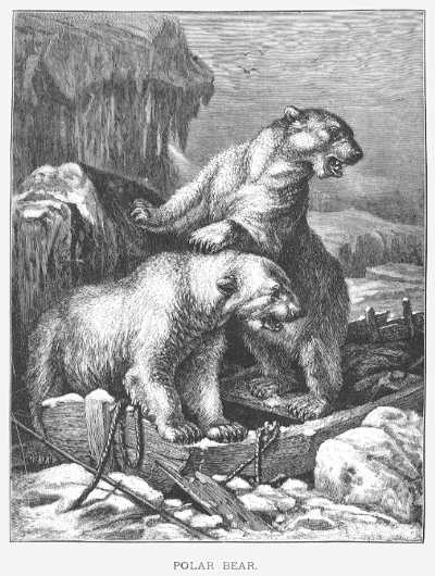 Specht - Polar Bear