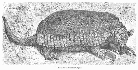 Specht - Tatou