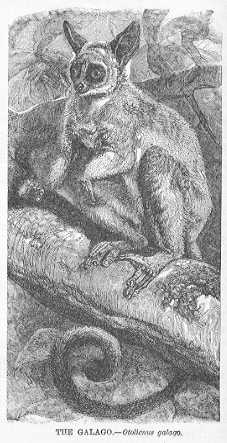 Specht - Galago