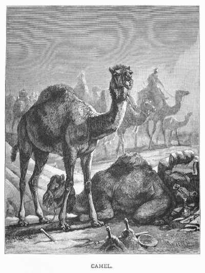 Specht - Camel