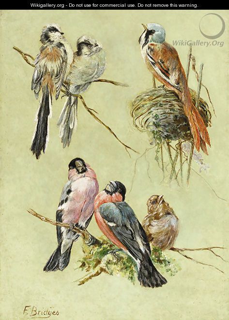 Bird Studies, Fidelia Bridges
